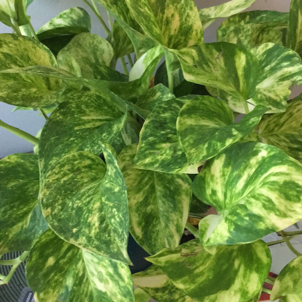 Meet your Posher, Lizbet